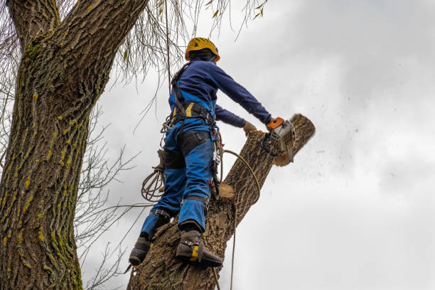 Best Tree and Shrub Care  in Gambrills, MD