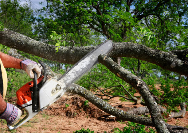 Best Storm Damage Tree Cleanup  in Gambrills, MD